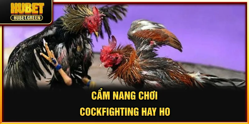 Cẩm nang chơi Cockfighting hay ho