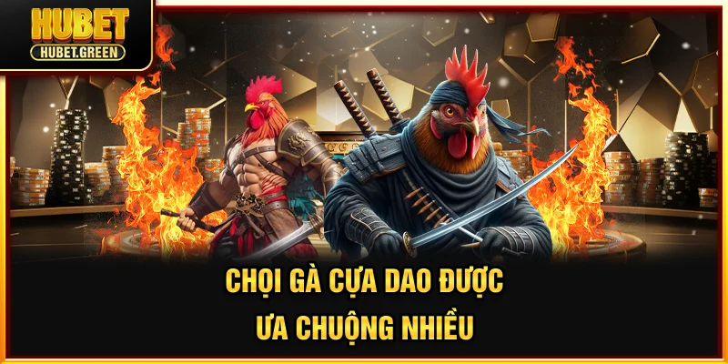 Chọi gà cựa dao được ưa chuộng nhiều