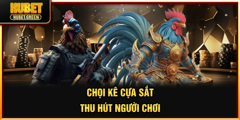 Chọi kê cựa sắt thu hút người chơi