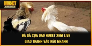 Đá gà cựa dao hubet
