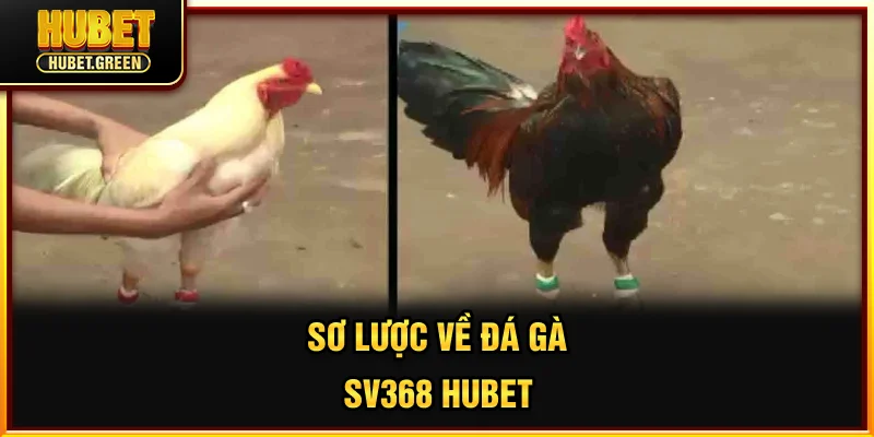 Sơ lược về đá gà SV368 HUBET